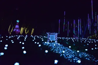 DSC_6980 (Large).JPG